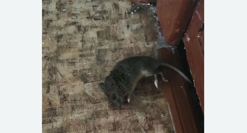 Дезинфекция от мышей в Николаевске