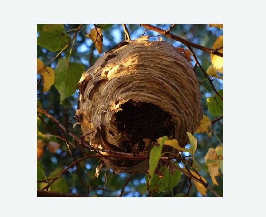 Обработка от шершней в Николаевске