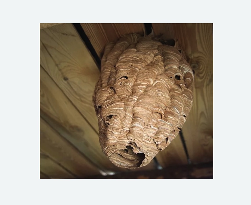 обработка от шершней в Николаевске