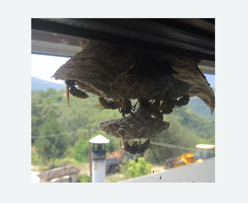 Уничтожение гнёзд шершней в Николаевске