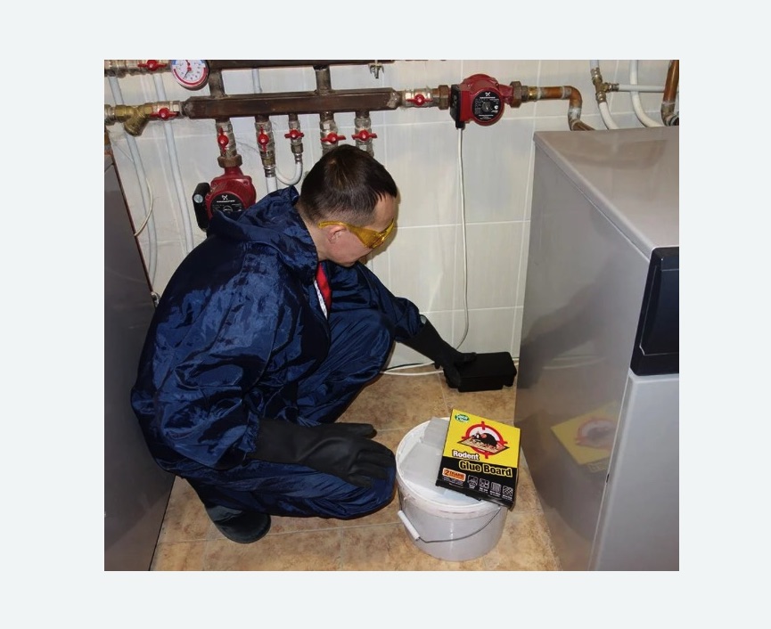 Уничтожение крыс в Николаевске